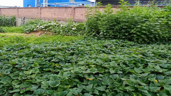 陜煤建設(shè)洗選煤運營公司紅柳林洗煤廠項目部：職工“菜園子”，舒筋又舒心