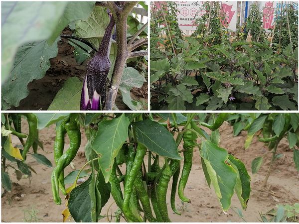 陜煤建設(shè)天工公司安裝三部為員工辦實(shí)事 “小菜園”大豐收