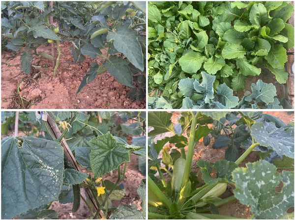 陜煤建設天工公司土建十七部黨支部：小小菜園，播種幸福感